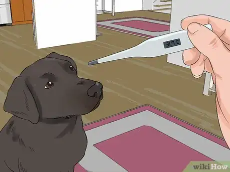 Image titled Diagnose Canine Distemper Step 2