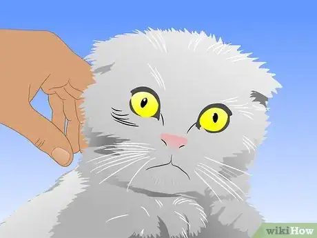 Image titled Care for Physically Abused Cats Step 3