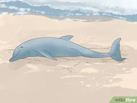 Image titled Save a Stranded Dolphin Step 17