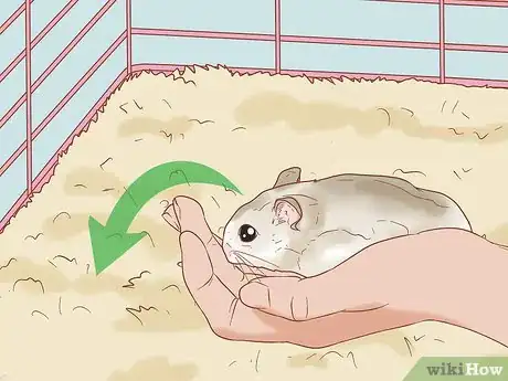 Image titled Tame Your Winter White Hamster Step 11