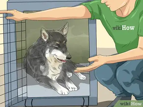Image titled Help a Dog with Cataracts Step 13