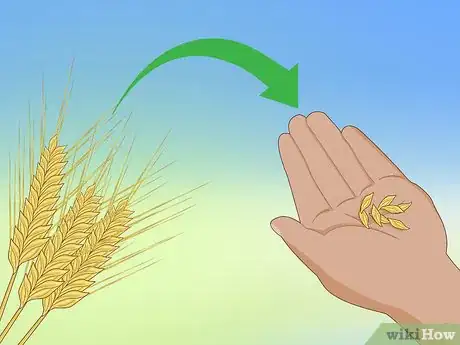 Image titled Grow Oats Step 10