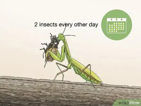 Image titled Take Care of a Praying Mantis Step 7