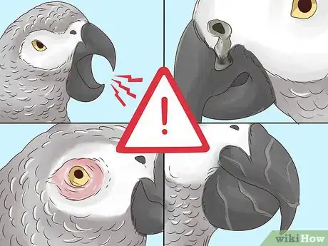 Image titled Treat Nutritional Deficiencies in African Grey Parrots Step 1