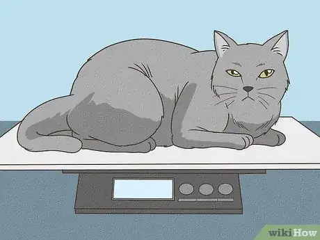 Image titled Determine if Your Cat is Overweight Step 1