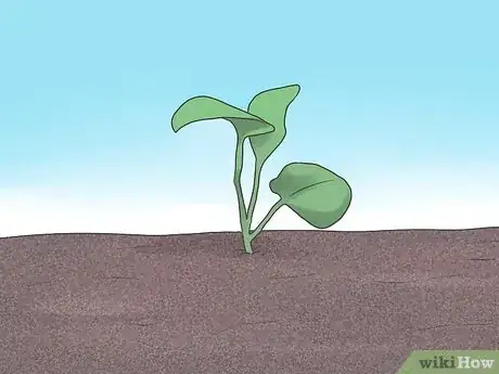 Image titled Grow Cauliflower Step 6
