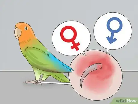 Image titled Keep a Lovebird As a Pet Step 6