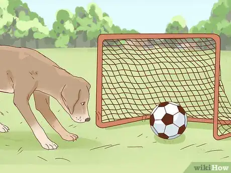 Image titled Train a Dog to Play Soccer Step 8