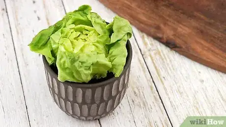 Image titled Grow Lettuce from an Old Lettuce Stem Step 8