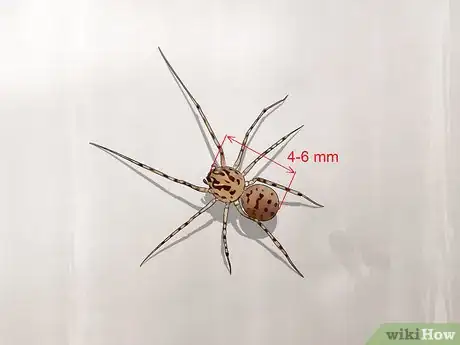 Image titled Identify a Spitting Spider Step 2