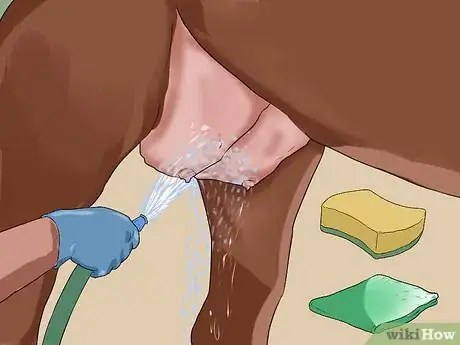 Image titled Clean a Mare's Female Parts Step 8