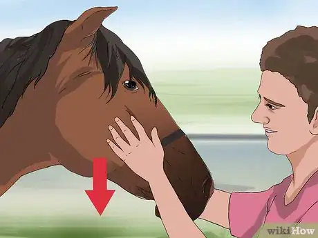 Image titled Put the Bit in a Horse's Mouth Step 3