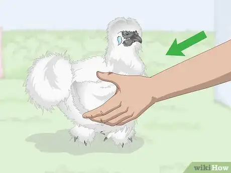 Image titled Pet a Chicken Step 5