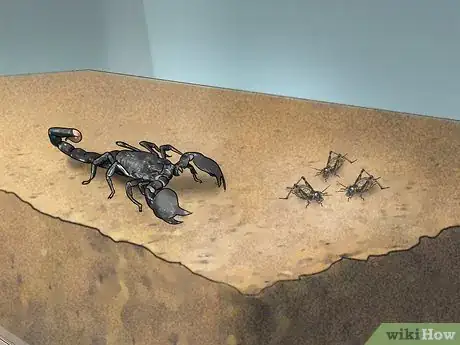 Image titled Care for Emperor Scorpions Step 9