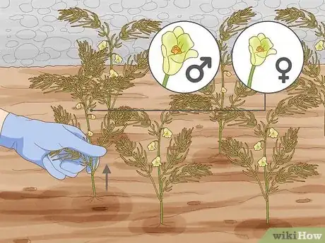 Image titled Plant Asparagus Step 9