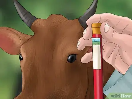 Image titled Take Blood Samples from Cattle Step 17