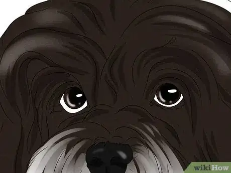 Image titled Identify a Havanese Step 2