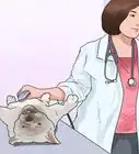 Check if Your Dog Is Healthy and Happy
