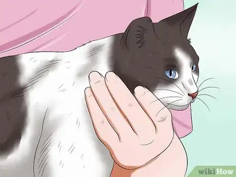 Image titled Give Your Cat Eye Drops Step 8