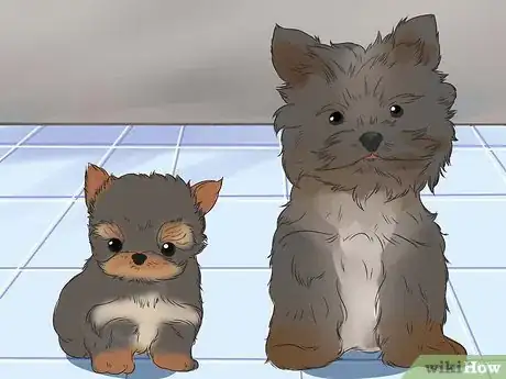 Image titled Choose a Yorkie Puppy Step 5
