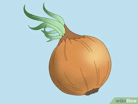 Image titled Tell if an Onion Is Bad Step 3