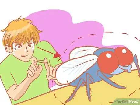 Image titled Kill a Fly Quickly Step 13