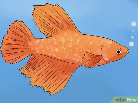 Image titled Tell if a Betta Fish Is Sick Step 20