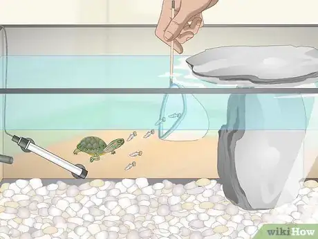 Image titled Take Care of Mini Pet Turtles Step 9