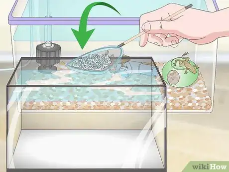 Image titled Care for African Dwarf Frogs Step 14