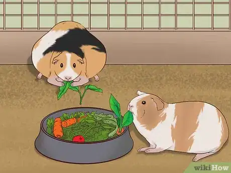Image titled Care for a Pregnant Guinea Pig Step 20