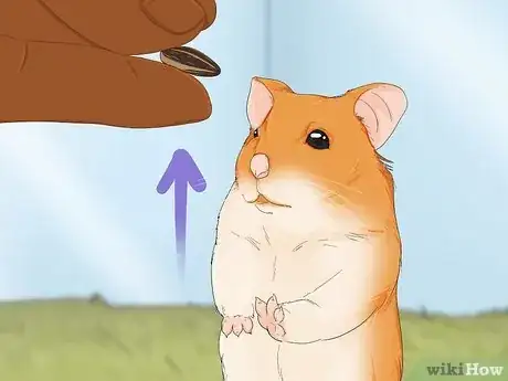 Image titled Train Your Hamster Step 6