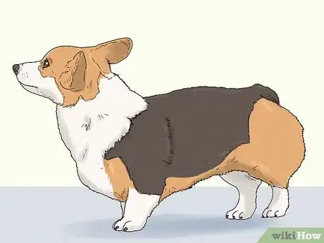 Image titled Identify a Pembroke Welsh Corgi Step 8