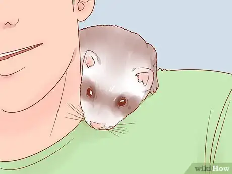 Image titled Train Your Ferrets to Do Tricks Step 8