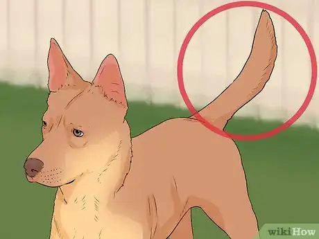 Image titled Tell if a Dog Is Going to Attack Step 1