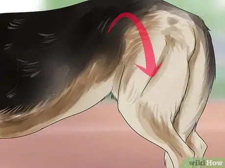 Image titled Diagnose Dysplasia in German Sheperds Step 3