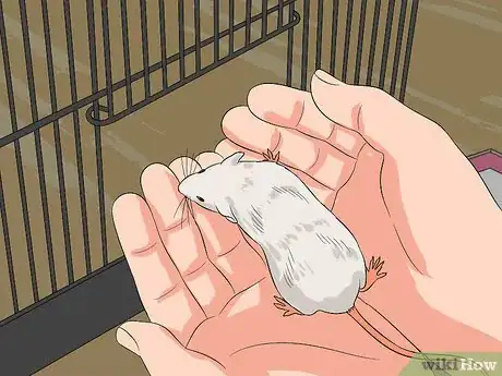 Image titled Keep Pet Rats Safe from Dogs Step 11