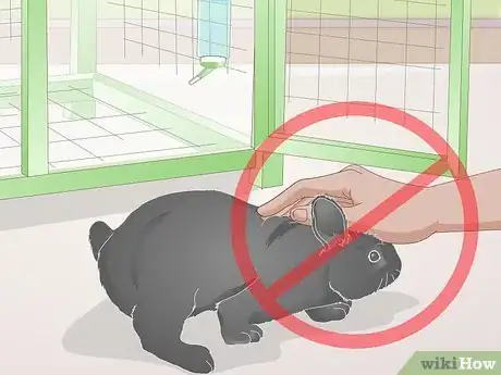 Image titled Earn Your Rabbit's Trust Step 6