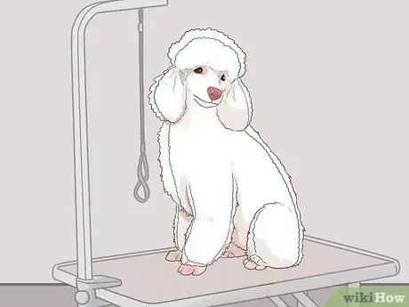 Image titled Full Scissor a Poodle by Hand Step 9