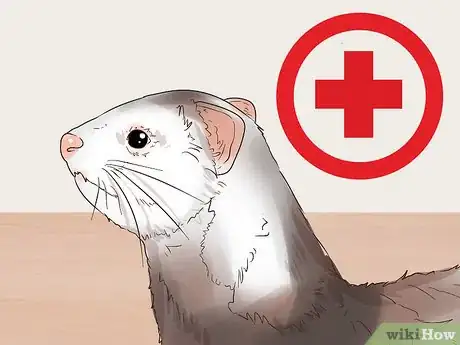 Image titled Choose Between Ferret Colors and Coat Patterns Step 12