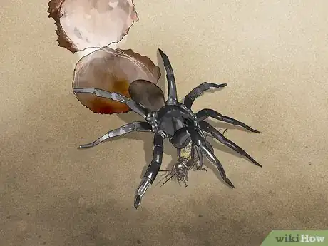 Image titled Identify a Trapdoor Spider Step 9