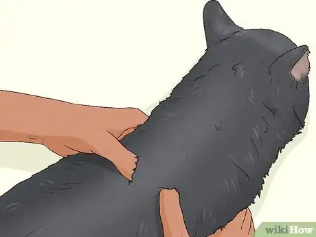 Image titled Give Your Cat a Massage Step 18