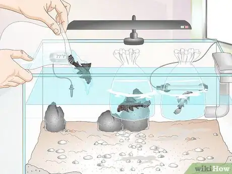 Image titled Set Up a Fish Tank for Plecostomus Catfish Step 12