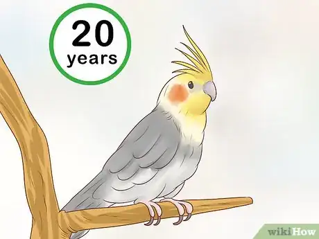 Image titled Know if a Cockatiel Is Right for You Step 5