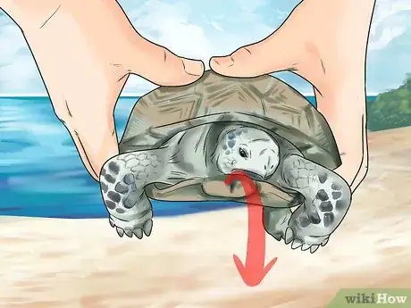 Image titled Sex Tortoises Step 5