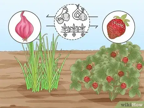 Image titled Onion Companion Plants Step 9
