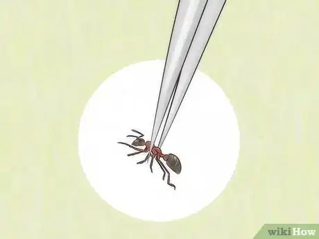 Image titled Identify Ants Step 2
