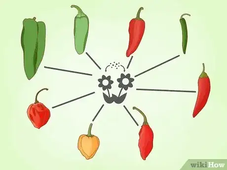 Image titled Cross Pollinate Different Vegetables to Create Hybrids Step 2