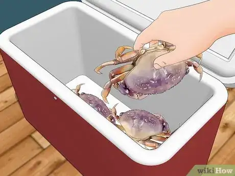 Image titled Catch a Crab Step 17