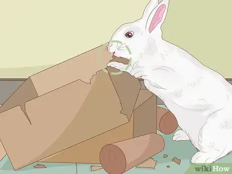 Image titled Care for Dwarf Rabbits Step 21