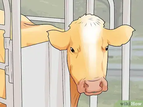 Image titled Humanely Euthanize a Cow Step 20